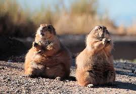 Mornings are a busy time in a prairie dog town as the residents come out to eat the grasses and weeds growing near their burrow entrances. Prairie Dogs Desertusa