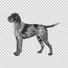 It is intelligent and makes a distinguished gundog and tracker. Wirehaired Pointing Griffon Cesky Fousek German Wirehaired Pointer Wirehaired Vizsla Png Clipart American Kennel Club Animals