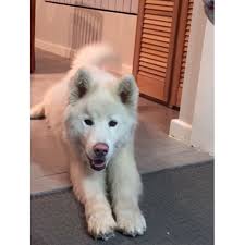 They should be brushed daily undercoat rake or a slicker brush is necessary during. Malamute And Siberian Husky Mix Online Off 60