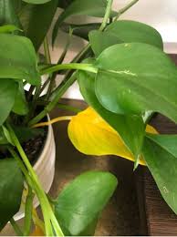 Image result for Hypericum lalandii