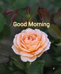 Good Morning Beautiful Flowers Pretty Flowers Rose Blessed good morning honey picture. good morning beautiful flowers