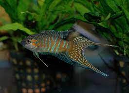 7 Easy Coldwater Aquarium Fish Aquariadise