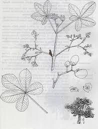 Image result for Vitex mombassae