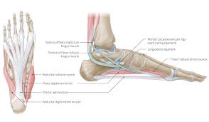 Both tendons and ligaments are dense regular connective tissue, because of its two properties: Leg Tendons And Muscles Quadriceps Tendon Tear Physiopedia 3 333 Muscles Tendons Products Are Offered For Sale By Suppliers On Alibaba Com Of Which Rehabilitation Therapy Supplies Accounts For 4 Physical Therapy