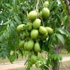 Keterbatasan lahan di lingkungan perkotaan merupakan penyebab utama makin populernya tabulampot ini. Bibit Kedondong Mini Benih Pohon Tanaman Buah Di Dalam Pot Tabulampot Taman Shopee Indonesia