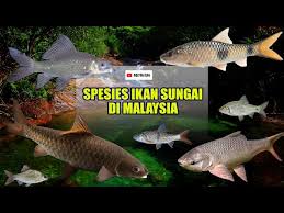 We did not find results for: Spesies Ikan Sungai Di Malaysia Litetube
