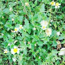 Image result for Tridax