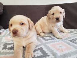 There are no real guidelines, although most people try to at least avoid intense names, like killer, because golden retrievers are… well, golden. Goldador Puppies Half Yellow Lab Half Golden Retriever In Parker Colorado Hoobly Classifieds