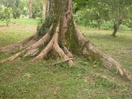 Image result for Terminalia superba