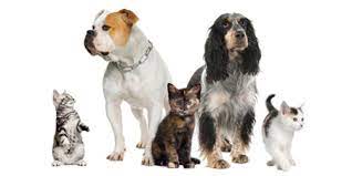 We love our pet insurance! We Love Pets Too London Drugs Blog
