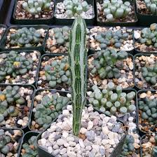Image result for Senecio striatifolius
