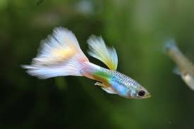 I have 3 guppies living with my female betta. Guppy Constipation Causes Symptoms Treatments Prevention Betta Care Fish Guide