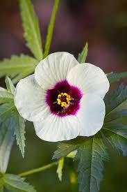 Image result for Hibiscus cannabinus