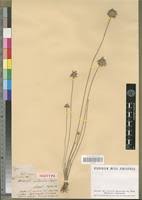 Image result for Cyperus pectinatus