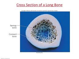 We can see there are two layers of compact bone here. Introduction To The Skeletal System Ppt Download