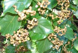 The plant is heat tolerant in zones 8 through 5. Plantfiles Pictures Hovenia Species Honey Tree Japanese Raisin Tree Oriental Raisin Tree Hovenia Dulcis By Mothernature4