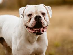 English bulldogs are a few inches taller and heavier from their miniature cousins, that makes early socialization means a lot to your dog's personality. American Bulldog Full Profile History And Care