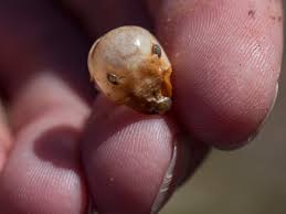I pulled this stenopelmatus (jerusalem cricket) from a vernal lake after heavy rains. Jerusalem Cricket Shell Project Noah