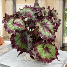 Image result for Begonia