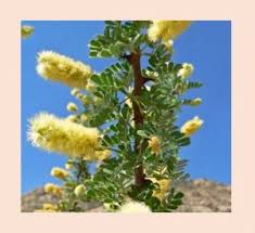 Image result for Crabbea cirsioides