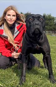 The TRUE OLD TYPE WORKING CANE CORSO tonight on YouTube Channel Animal  Watch at 7.30pm. I meet an Italian whose life passion has been to mirror the  true old type Cane Corsos: