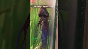 Betta Blue Had Been Laying At Bottom Not Eating And Now He S At Top Breathing Heavily Youtube