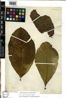 Image result for Tabernaemontana crassa