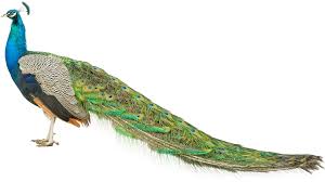 Select the switch to free button to confirm that you want to cancel your subscription. Peacock Union Peacock Union