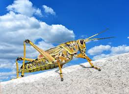Our largest grasshopper is a member of this family. Caelifera Grasshopper Romalea Free Photo On Pixabay