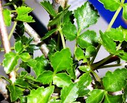 Image result for Commiphora africana