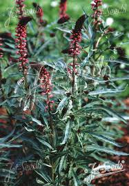 Image result for Lysimachia angustiloba