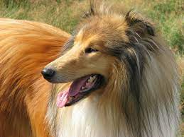 Dating way back to the 14 century, the briad or berger de brie was bred to be herding and flock guard dog. 17 Long Haired Dog Breeds With Pictures Pet Keen