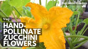 Stop and eat the flowers. 2 Ways To Tell The Difference Between Female And Male Zucchini Flowers Youtube