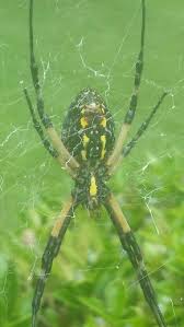Black And Yellow Striped Spider Black And Yellow Garden Spider South Carolina Garden Spider Spider Spider Web