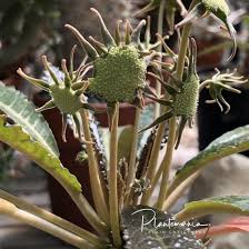 Image result for Dorstenia