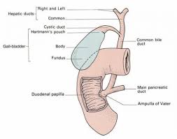 Medical definition of biliary tree: Biliary Tree Anatomy Of The Abdomen Learn Surgery Online