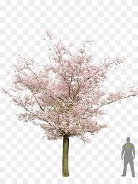 Huge choice of spring bulbs! Prunus Serrulata Populus Nigra Tree Cherry Blossom Bonsai Cherry Blossom Maple Branch Twig Png Pngwing