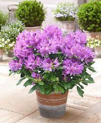Rhododendron Grandiflorum Akelei Blume Lila Blumen Kleine Lila Bluten