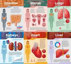 Download a free preview or high quality adobe illustrator ai, eps, pdf and high resolution jpeg versions. Cartoon Human Internal Organs Infographic Template With Intestines Female Reproductive System Lungs Kidneys Heart And Liver Vector Illustration Tasmeemme Com