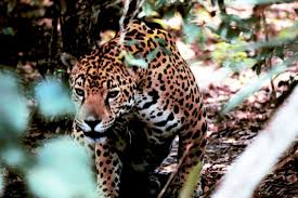 By the late 1960s, jaguars were thought to have been eliminated in the united states. North American Jaguar Wikipedia