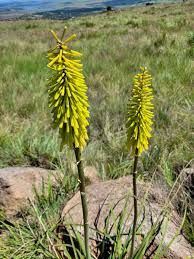 Image result for Kniphofia princeae