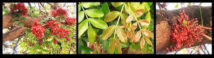 Image result for Schotia capitata