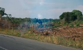 Image result for Chamaecrista zambesica