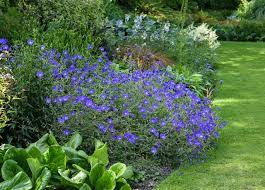 Hummingbirds expend a lot of energy, and they need to feed on nectar almost constantly. How To Plant A Mixed Border
