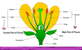 A flower that has only male or female parts; Part Of A Flower Fun Facts About Flowers