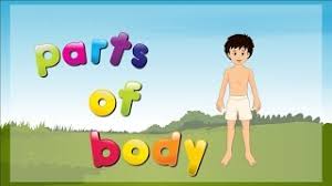 Parts of the body word cards. Parts Of Body For Kids Parts Of The Body Body Parts Name Youtube