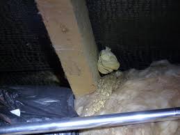Wasps may also nest in compost heaps. Small Wasp Nest In Loft Picture What To Do With It Mumsnet