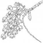 Image result for Ochna pulchra