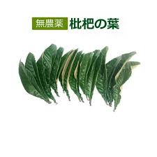 無農薬 枇杷の葉 びわの葉 150g 枇杷の生葉15枚前後 長崎 大分県産 枇杷葉毎週2回入荷 送料無料 一部地域を除く 除草剤不使用 同梱不可 0000 00 0078 きらら自然食品店