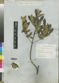 Image result for Fadogia gossweileri